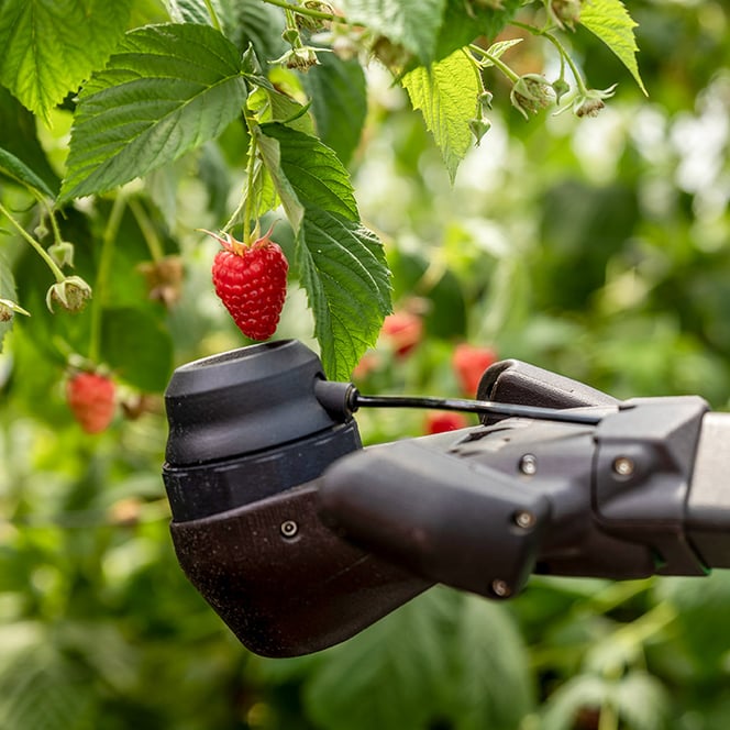 Hardware-as-a-service (HaaS) Fieldwork Robotics soft fruit harvesting robots