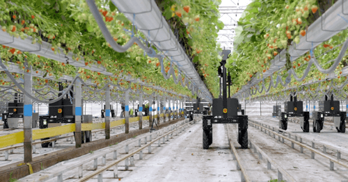 Tortuga AGtech strawberry picking robot